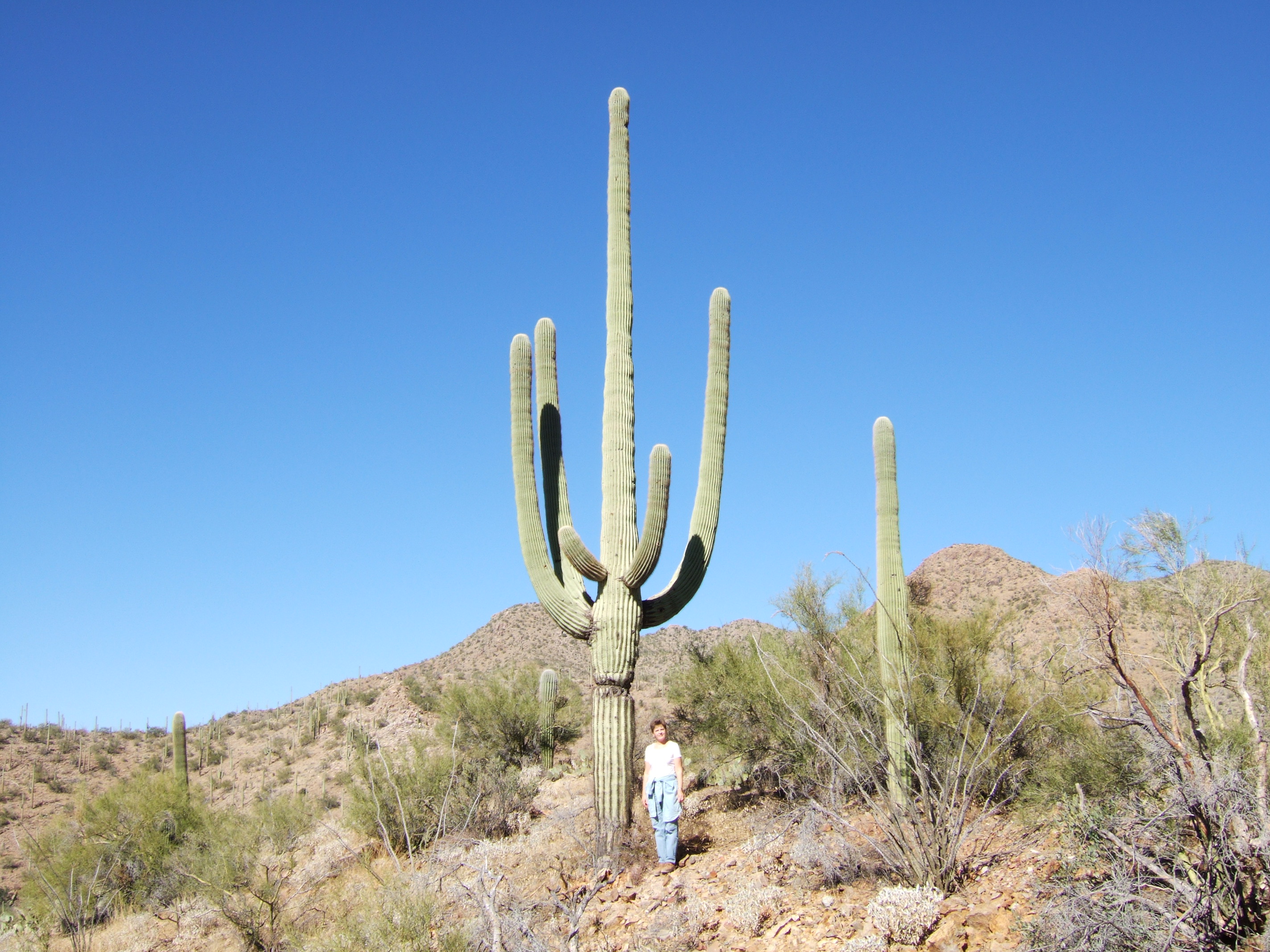 Saguaro NP, Arizona